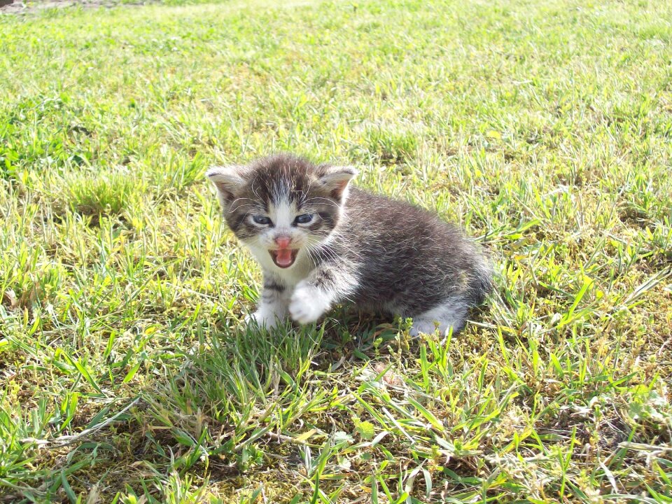 Kitty young feline