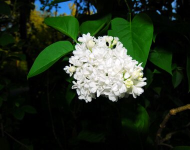 Ornamental shrub common lilac flower
