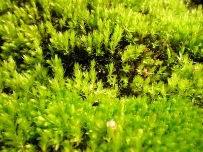Botany green lush