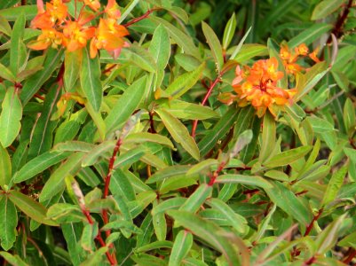 Euphorbia griff. Fireglow