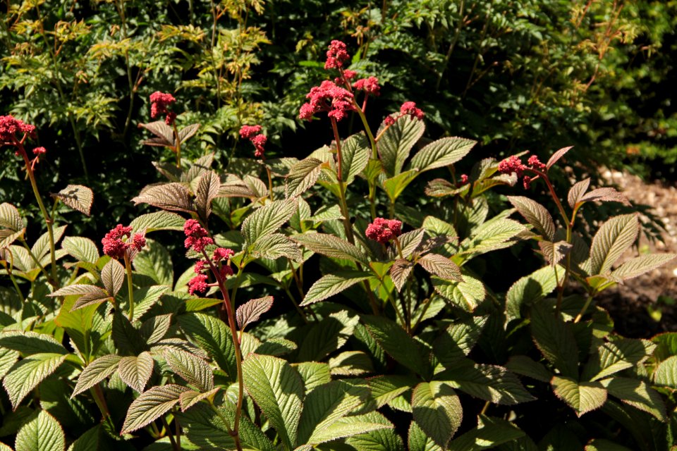 rodgersia bloody mary