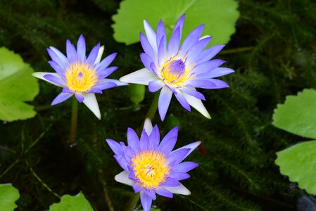 Water lily flower nymphaea