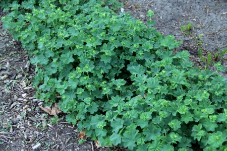 alchemilla mollis pallard