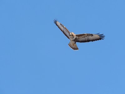 Mäusebussard