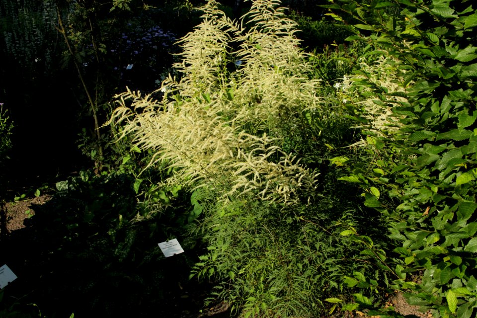 aruncus dioicus kneiffii