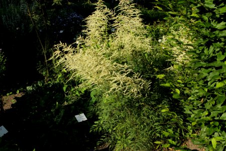 aruncus dioicus kneiffii