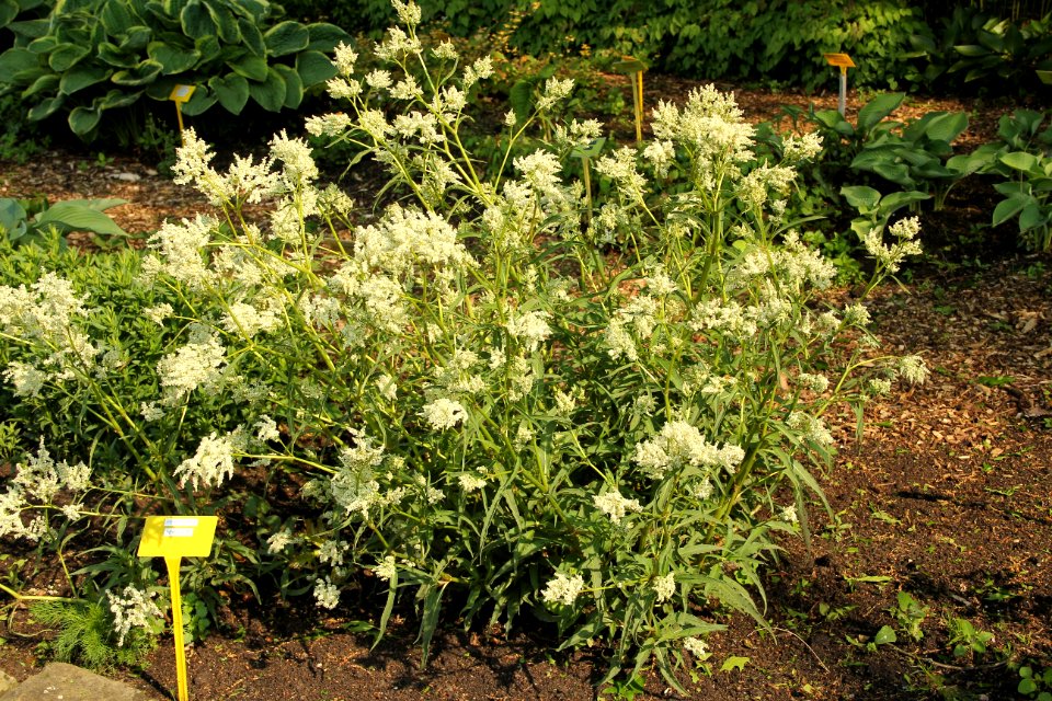 filipendula