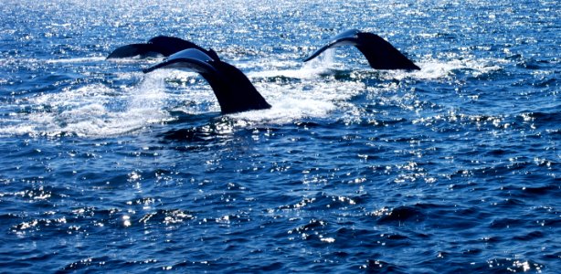 Humpback whales in Stellwagen Bank