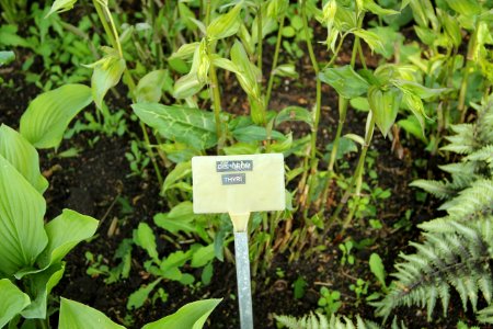 disporum thyri