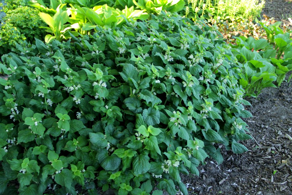 lamium orvala album (3)