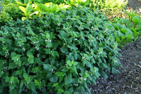 lamium orvala album (3)
