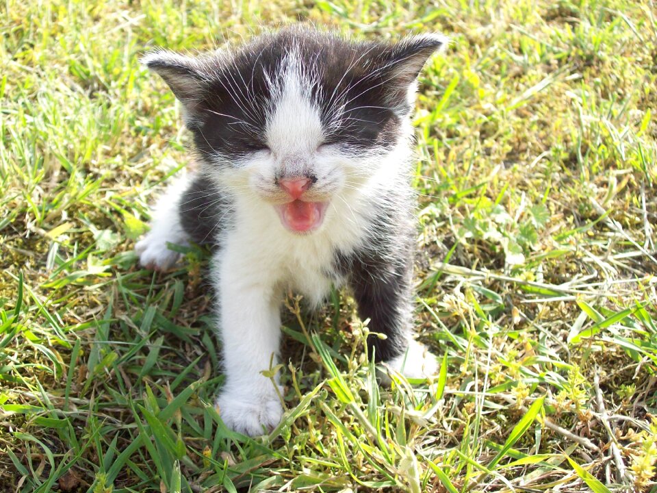 Kitty young feline