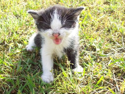 Kitty young feline