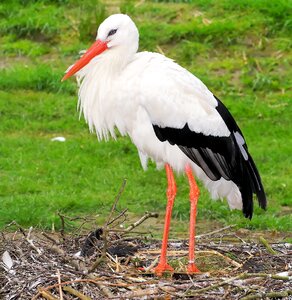 Animal rattle stork meadow