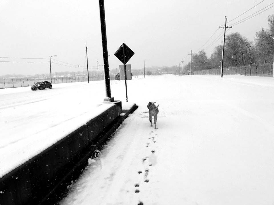 King's morning walk
