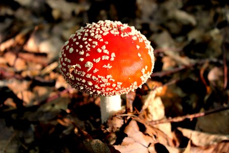 Red fly agaric mushroom red autumn