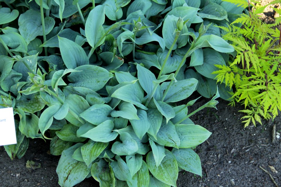 Hosta Fragrant Blue