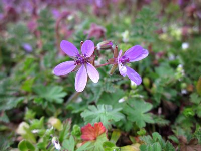 Common stork's-bill pinweed wildflower