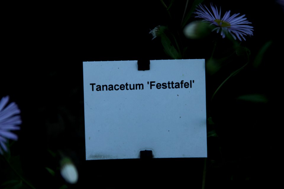 Tanacetum corymbosum 'Festtafel'
