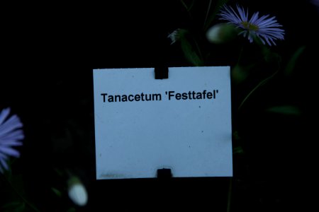 Tanacetum corymbosum 'Festtafel'