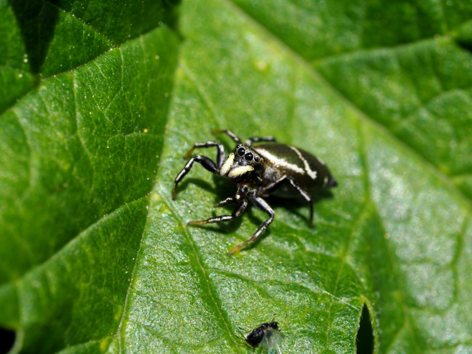 Heliophanus aeneus (f)