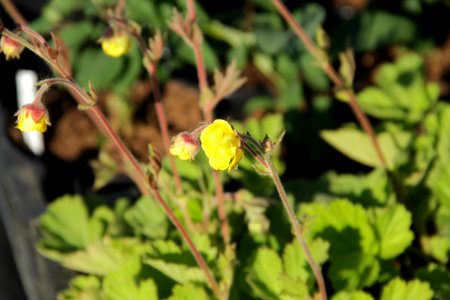 geum lemon drop (2)