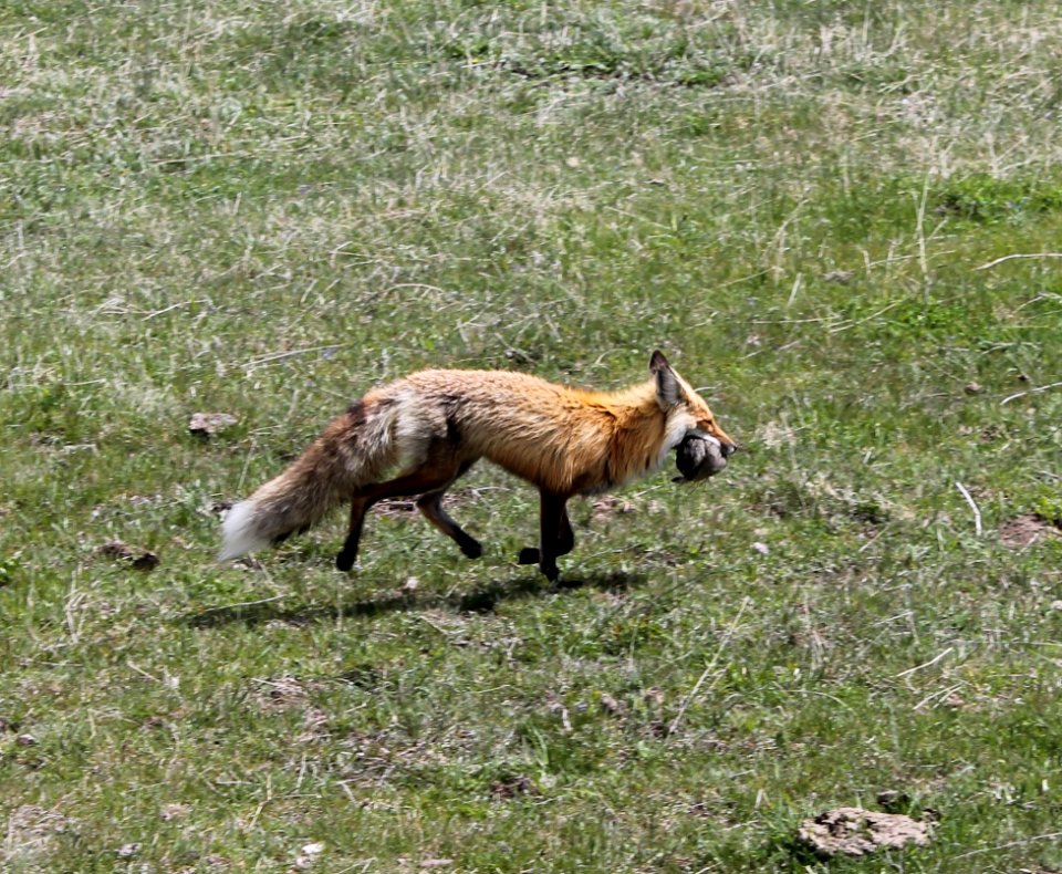 Red Fox with lunch