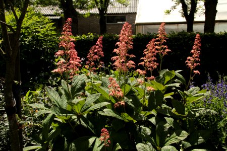 rodgersia max laeuger