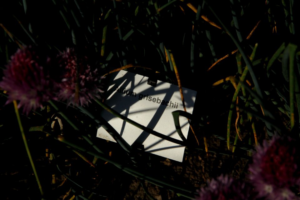 allium grisebachii