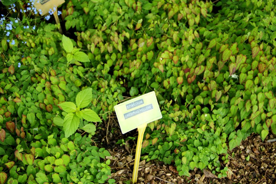 Epimedium Creeping Yellow