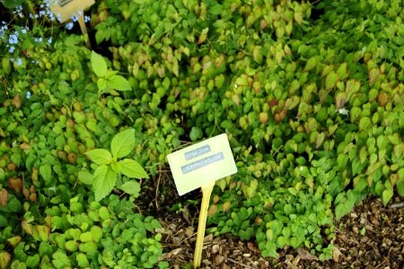 Epimedium Creeping Yellow