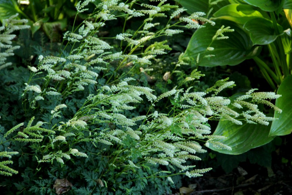aruncus