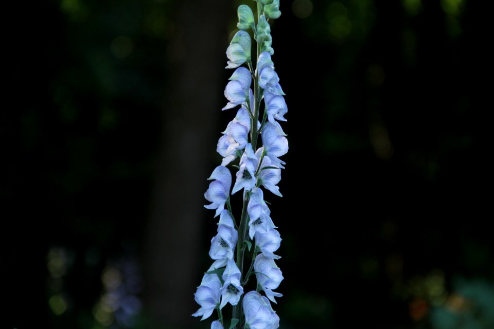 aconitum stainless steel