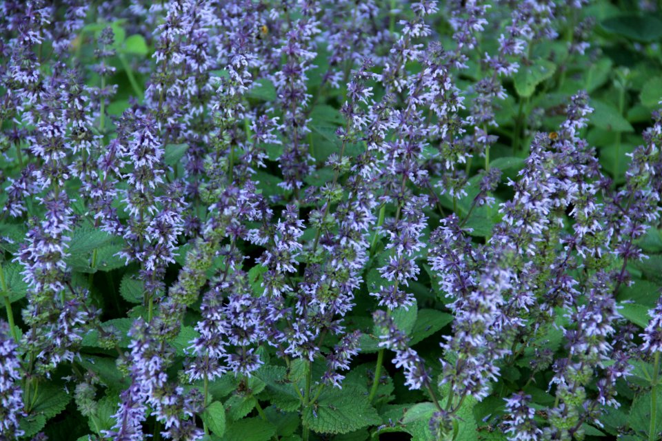 salvia verticillata