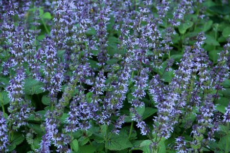 salvia verticillata