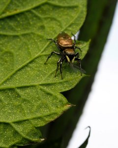 Heliophanus aeneus (f)
