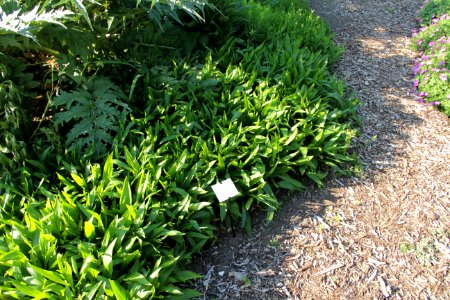 Aster koraiensis
