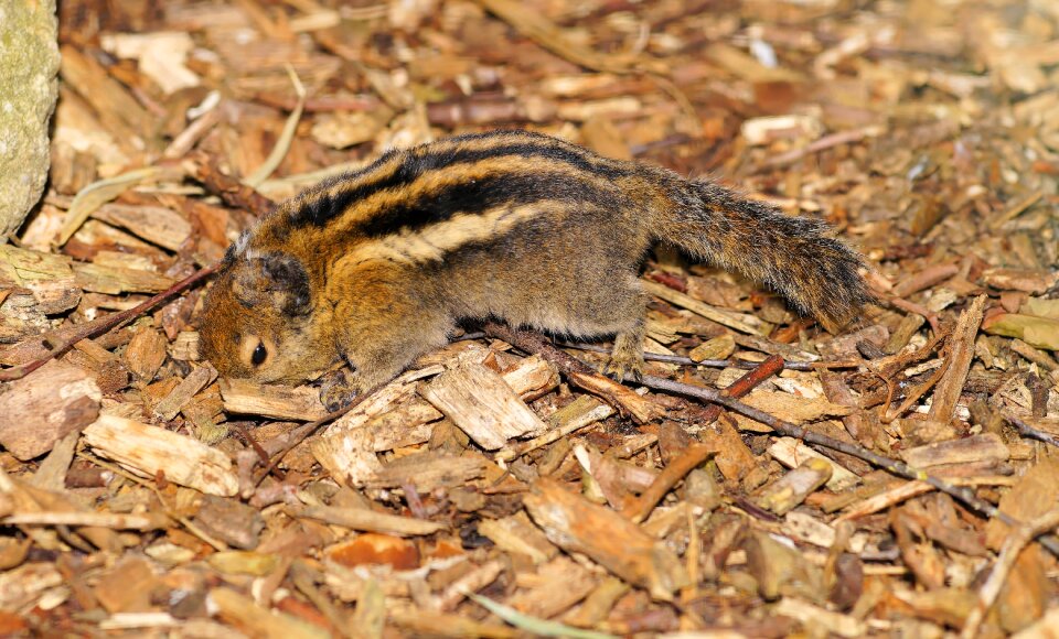 Nager cute animal