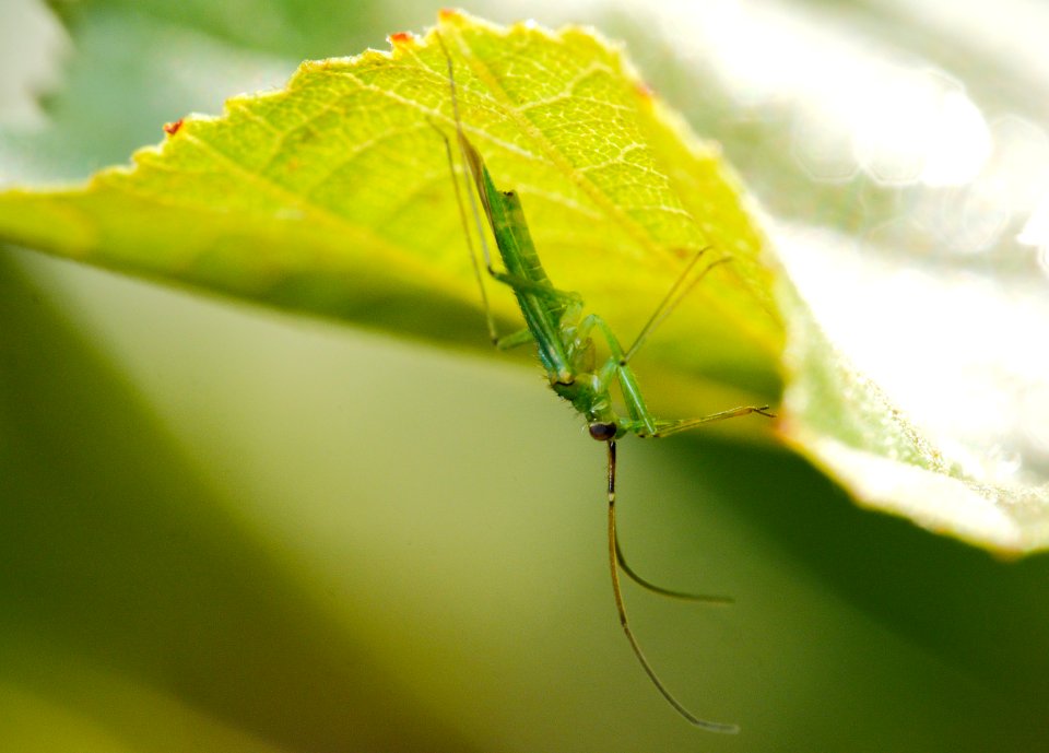 Im Schatten unter dem Blatt