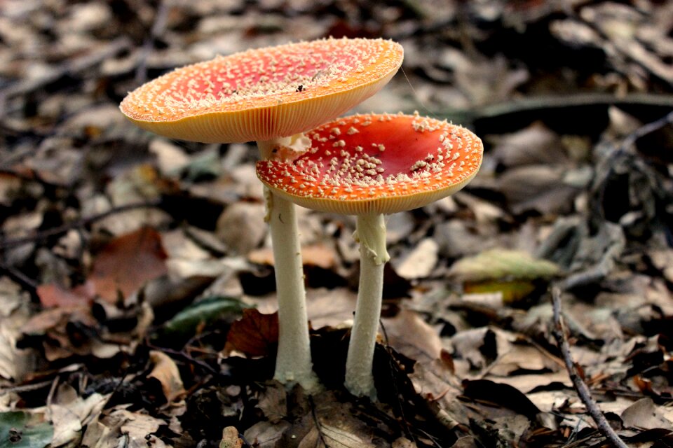 Red fly agaric mushroom red autumn