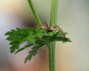 Spinnenhorst photo