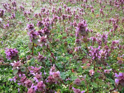 Purple archangel velikdenche wildflower