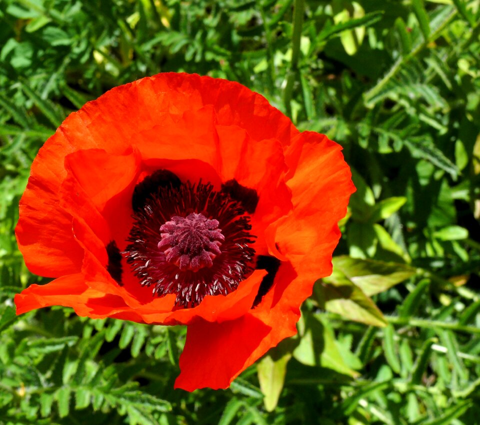 Flower spring garden