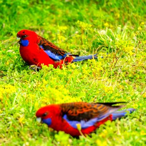 Crimson Rosella photo