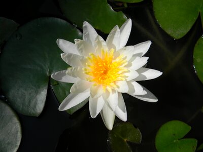 Water lily flower nymphaea
