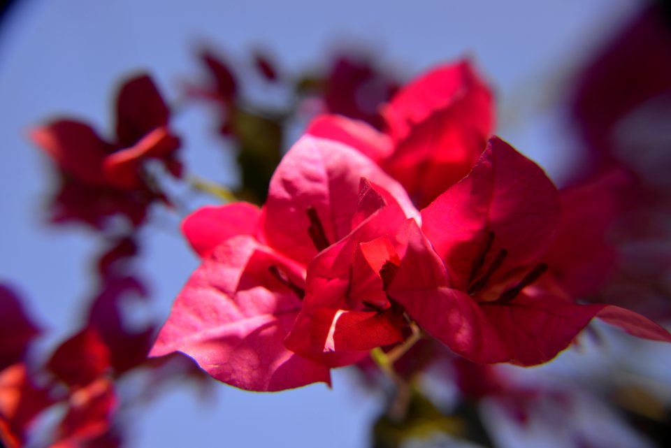 Flores en primavera. Montevideo. Uruguay