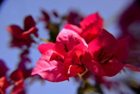 Flores en primavera. Montevideo. Uruguay