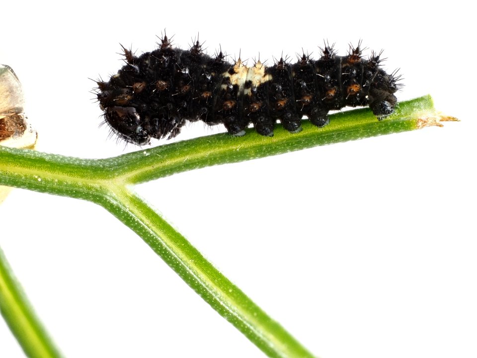 Just hatched