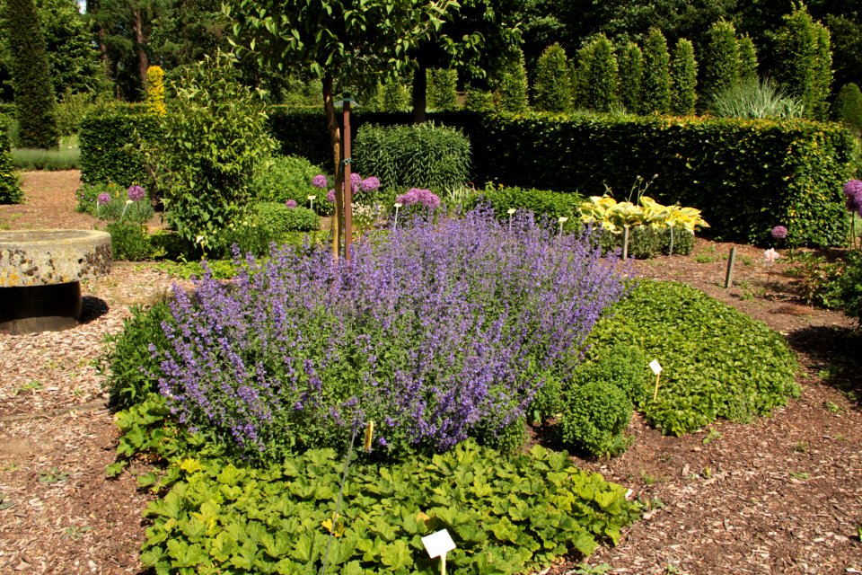 nepeta