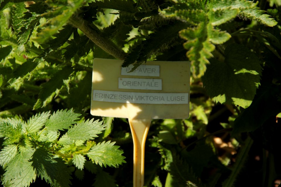 papaver orientale prinzessin viktoria luise